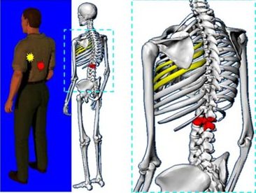 Biomechanics